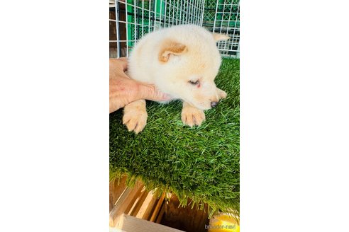 成約済の茨城県の豆柴-350957の2枚目